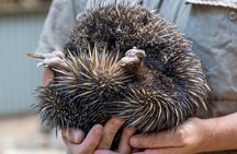 Koala and Wildlife Park Discover Magnetic Islands Native Animals
