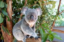 Brisbane River Cruise with entry to Lone Pine Koala Sanctuary