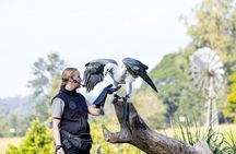 Brisbane River Cruise with entry to Lone Pine Koala Sanctuary