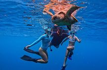 Swim with Turtles Rarotonga - Guided Turtle Tour