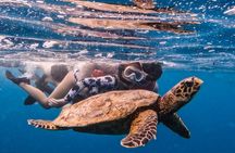 Swim with Turtles Rarotonga - Guided Turtle Tour