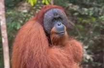3-Day Ethical Orangutan Jungle Trek & River Tubing | Bukit Lawang
