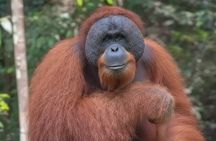 3-Day Ethical Orangutan Jungle Trek & River Tubing | Bukit Lawang