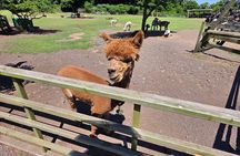 Alpaca Sheep Ranch, Nami, Petite France Private Tour from Seoul