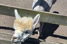 Alpaca Sheep Ranch, Nami, Petite France Private Tour from Seoul
