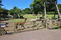 Alpaca Sheep Ranch, Nami, Petite France Private Tour from Seoul