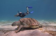 Snorkeling with Dugongs and Turtles in Marsa Alam