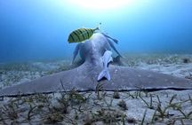 Snorkeling with Dugongs and Turtles in Marsa Alam