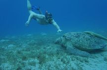 Snorkeling with Dugongs and Turtles in Marsa Alam