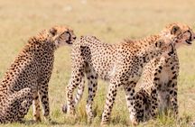 3 days Tsavo East and Amboseli Safari from Diani Mombasa
