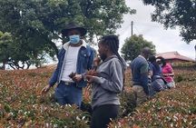 Day tour to Gatura Greens Purple Tea Farm