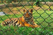 Mumbai SGNP Tour: Kanheri Caves +Tiger & Lion Safari +Jain Temple