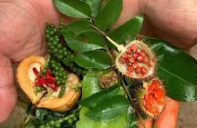 Tour from Kandy to Ambewela with Local Insights