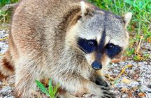 Miami Raccoon Island Adventure