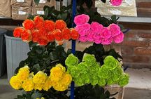 Bloom to the Blue Quilotoa and Rose Plantation Tour
