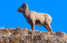Winter in Yellowstone Wildlife Tour