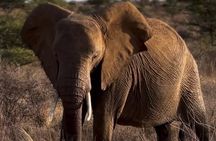 3 Day Maasai Mara Group Joining Safari With Guided Tour