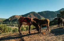 Marrakesh: Ourika Waterfalls, Atlas Mountains, Guide + Lunch