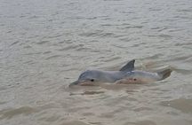 Sunset and Dolphin Tour Suriname