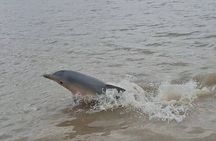 Sunset and Dolphin Tour Suriname