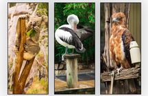 Private Blue Mountains Day Tour With Featherdale Tickets Included