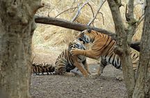 Private 4-Day New Delhi Tour with Transportation by Car