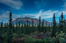 Denali Highway Full-Day Scenic Journey from Fairbanks