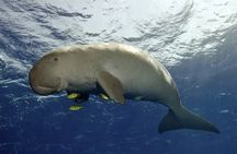Coron Island Adventure Snorkeling Dugong Watching and More