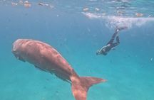 Coron Island Adventure Snorkeling Dugong Watching and More