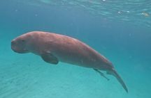 Coron Island Adventure Snorkeling Dugong Watching and More