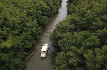 Mangrove Boat Tour Small Group Guadeloupe