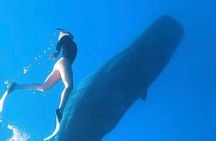 Dolphin Swim and Whale Encounter Experience with Transfer+ Lunch