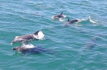 Dolphin Swim and Whale Encounter Experience with Transfer+ Lunch