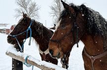 Winter Horseback Riding in Soldier Hollow Stables