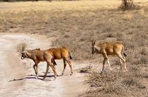 3 Day Maasai Mara Group Joining Safari With Guided Tour