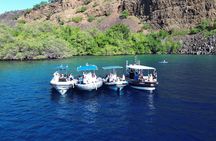 Dolphin and Whale Watch in Kona