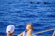 Discover whales in Tenerife: yacht tour with bath and lunch