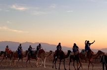 Marrakech Desert Dinner show with Quad bike and Camel Ride