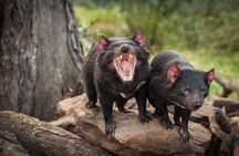 A Day Tour to Mt Field and Bonorong Wildlife Sanctuary