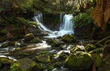A Day Tour to Mt Field and Bonorong Wildlife Sanctuary
