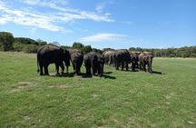 Sigiriya & Minneriya Safari, Village Lunch Private Full Day Tour