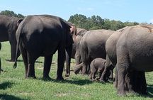 Sigiriya & Minneriya Safari, Village Lunch Private Full Day Tour