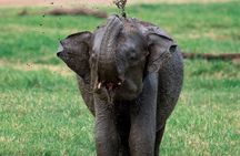 Wildlife Safari at Minneriya National Park See Majestic Elephants