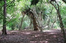 Diani Beach: Kaya Kinondo Sacred Forest Guided Tour