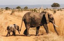  3-Day: Mikumi National Park Safari with Jeep 4x4