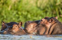  3-Day: Mikumi National Park Safari with Jeep 4x4