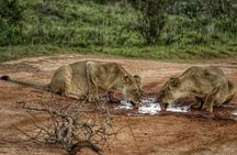 Addo Elephant Full Day Safari With Lunch