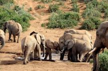 Addo Elephant Full Day Safari With Lunch
