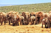 Addo Elephant Full Day Safari With Lunch