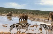 Addo Elephant Full Day Safari With Lunch